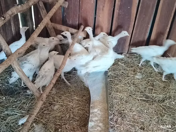 Ройял Палм