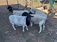 نعجة, Dorper sheep — الصورة 5