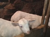 बकरा, Saanen goat — फ़ोटो 6