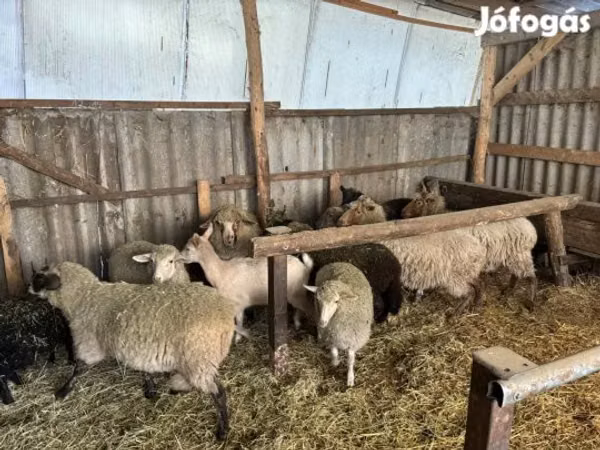 كبش, Merino sheep