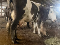 गाय, Russian Black pied cattle — फ़ोटो 1