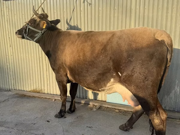 Cow, Holstein breed
