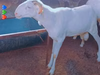 Widder, Touabire sheep — Foto 2