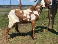 Ziegenbock, Saanen goat — Foto 2