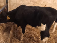Toro, Ganado vacuno — foto 3