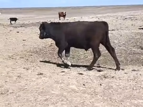 ثور, الماشية
