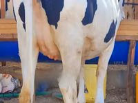 Cow, Holstein breed — photo 2
