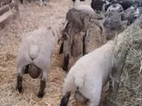 公羊, White Suffolk sheep — 照片 1
