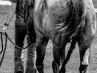 Horse (M), Quarter Horse — photo 6