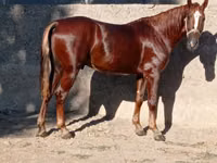 Horse (M), Karabakh horse — photo 3