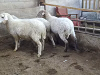 母羊, Merino sheep — 照片 1