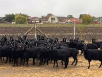 Ovejas (lote, sexo no especificado), Racka sheep — foto 2
