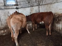 Bovinos (lote, sexo no especificado), Simmental cattle — foto 3