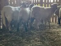 نعجة, Merinoland sheep — الصورة 5