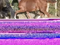 घोड़ा, Dutch warmblood horse — फ़ोटो 3