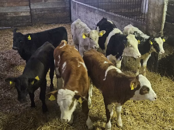 Cow, Cattle