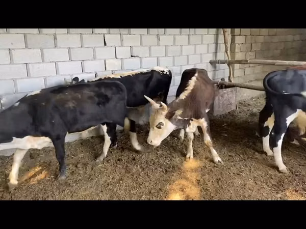 Bull, Cattle