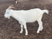 Cabra, Cabras — foto 1