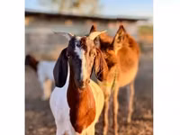 Cabra, Boer goat — foto 1