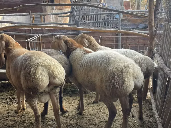 Widder, Arashan sheep