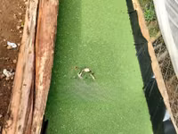 Azolla Seedlings — الصورة 2