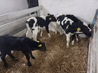 Cow, Russian Black pied cattle — photo 3