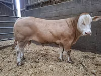 Bulle, Blonde d’Aquitane cattle — Foto 1