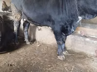 Bulle, Aberdeen-Angus — Foto 2