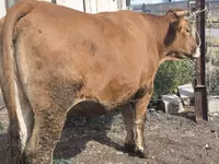 Cow, Cattle — photo 3
