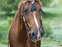 Stute, Quarter Horse — Foto 6