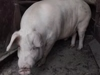 Eber, Schweine — Foto 2