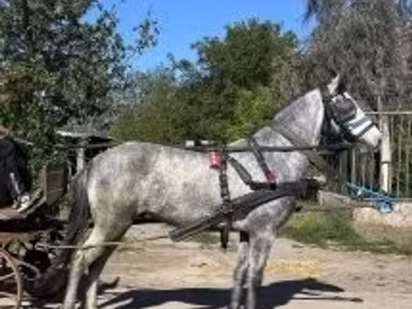 Caballo, Caballos