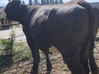 Vaca, Russian Black pied cattle — foto 7
