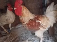 长门鸡 — 照片 3