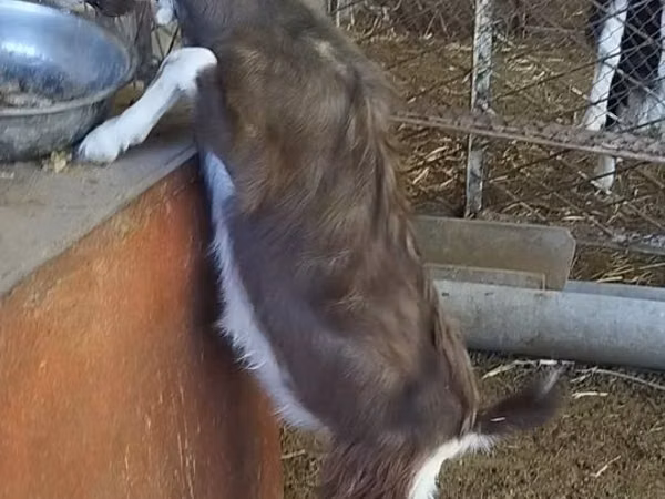 बकरा, Toggenburg goat