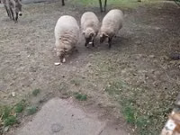 Schaf, Racka sheep — Foto 2