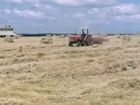 Bhoma Rhodes Hay & Seeds, Lucerne Hay & Seeds, Baled Full Corn Silage — Foto 4