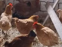 Chickens — photo 1