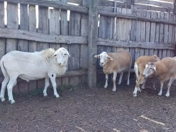 Ram, Katum sheep