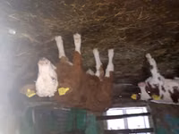 公牛, Simmental cattle — 照片 2