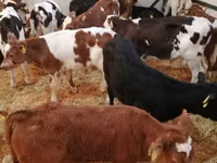 Cattle (batch, sex not specified), Simmental cattle — photo 5