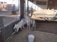 Goat, Russian White goat — photo 6