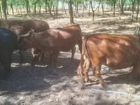 Cattle (batch, sex not specified), Dexter — photo 3