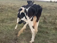 بقرة, Russian Black pied cattle — الصورة 2
