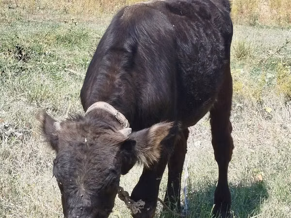 ثور, Swiss cattle