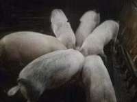 Pigs (batch, sex not specified) — photo 3