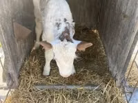 Bulle, Holstein-Rasse — Foto 4