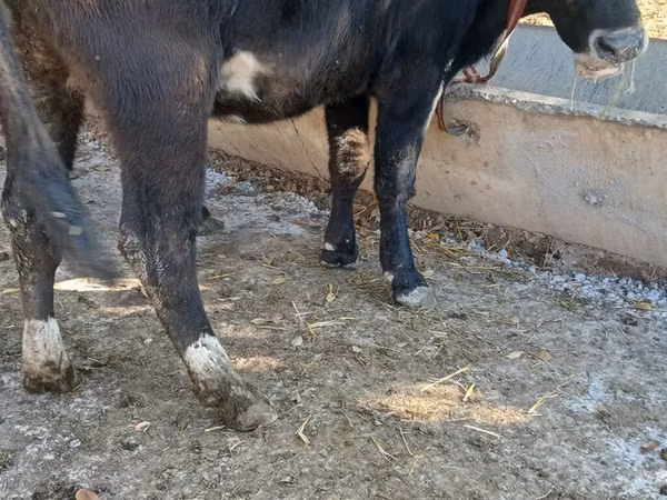 Cow, Alatau breed