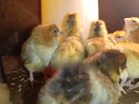Chickens — Foto 3