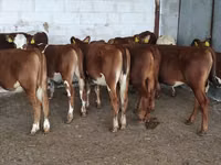 Vaca, Raza Holstein — foto 4